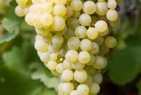 Prosecco Explained: A Complete Guide to Italy’s Sparkling Wine