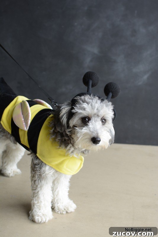 Spooky Halloween 2015: Memorable Costumes, Parties & Pics 2 Bumble Bee Dog costume | NoBiggie.net