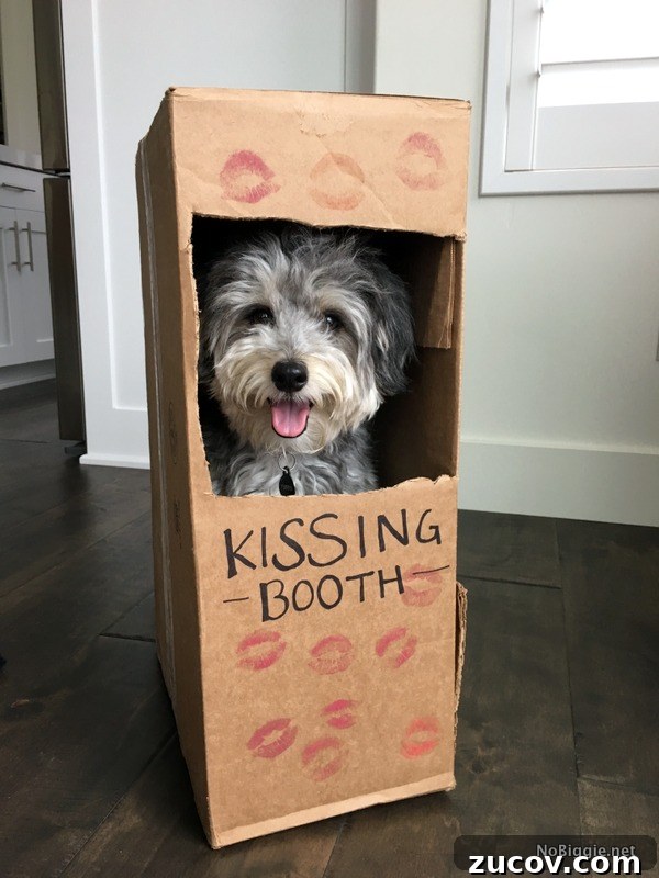 25+ Creative Costumes for Dogs