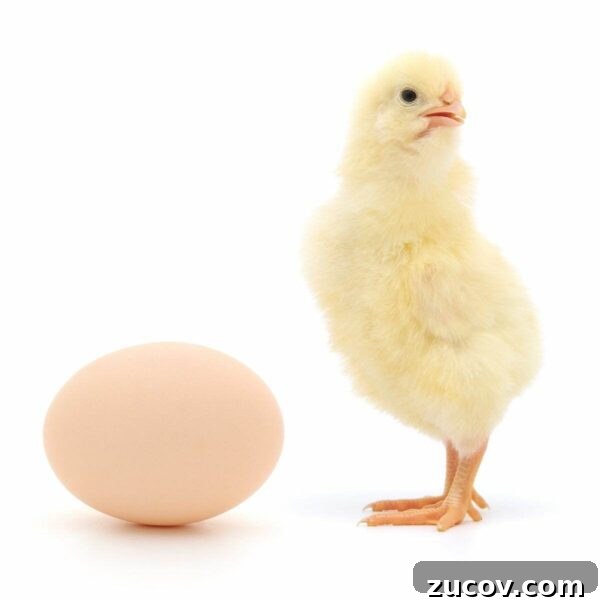 Egg Facts: 10 Frequently Asked Questions About Eggs 6 a baby chicken beside a whole egg