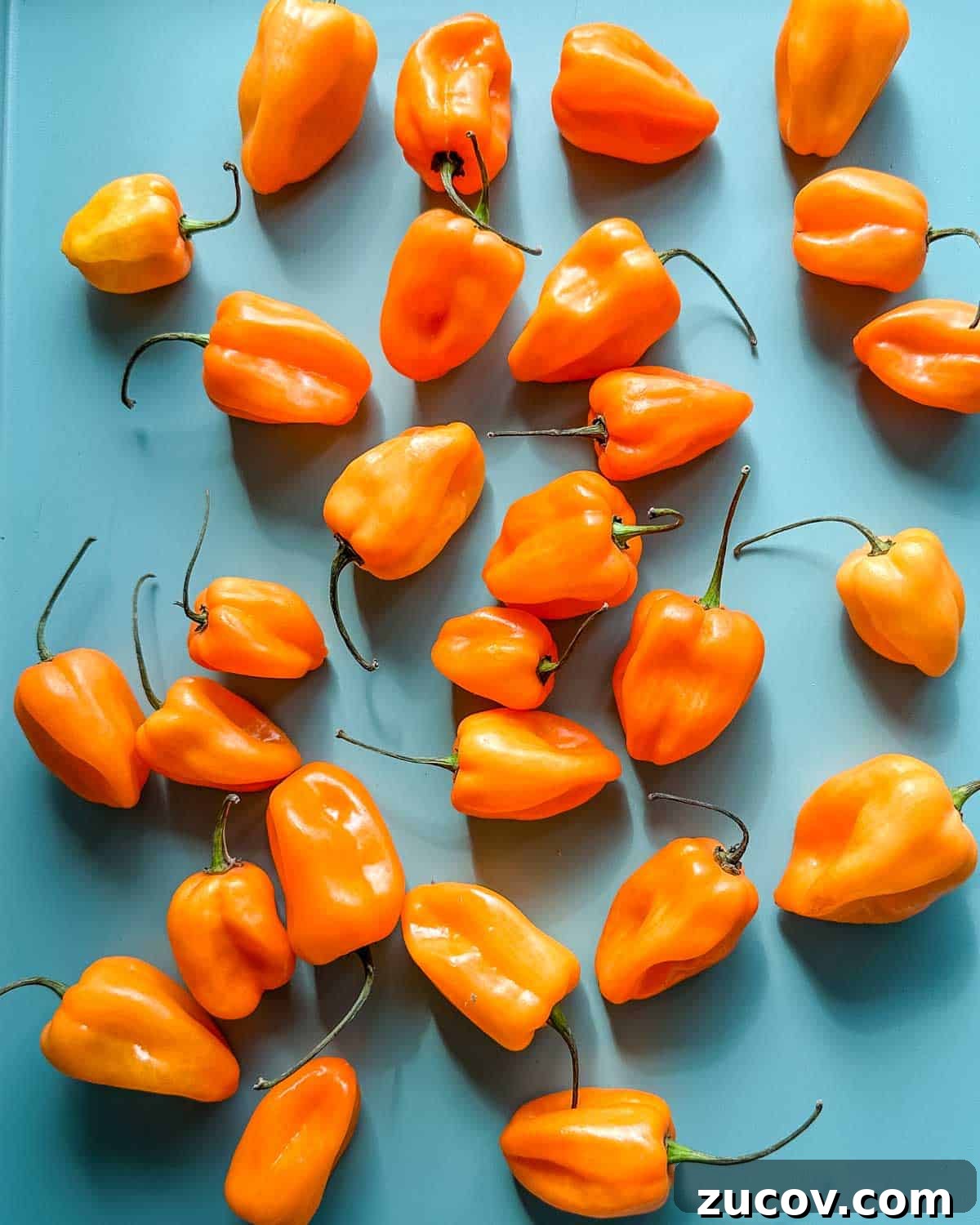 Freeze Habanero Peppers: Simple Steps to Preserve Heat and Flavor 2 Bright orange habaneros are strewn across a light blue background.