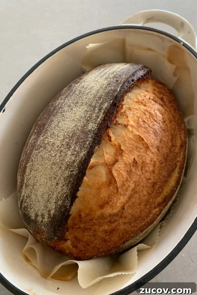 Pane di Casa vs Sourdough: Key Differences and Baking Tips 2 Sourdough Pane Di Casa Recipe - photo shows a loaf of sourdough pane di casa baked in a cast iron pot